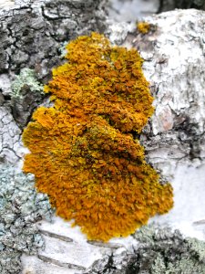 Xanthoria parietina 104595404