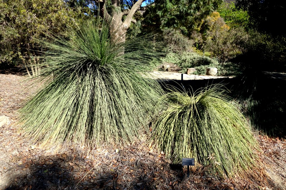 Xanthorrhoea preissii - Leaning Pine Arboretum - DSC05443