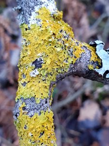 Xanthoria parietina 105369983