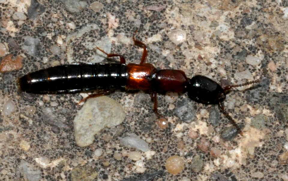 Xantholinus-tricolor-02-fws