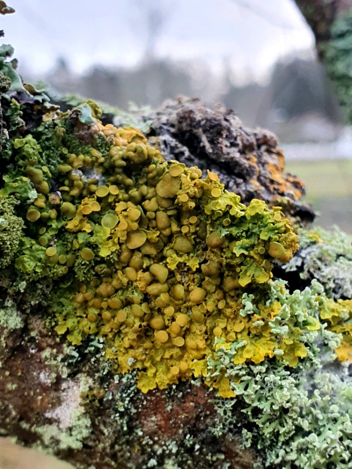Xanthoria parietina 105577356