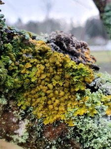 Xanthoria parietina 105577356