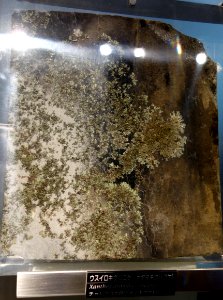 Xanthoparmelia coreana - National Museum of Nature and Science, Tokyo - DSC06824