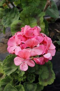Flower rosa nature