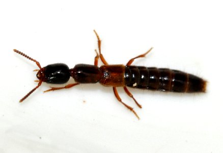 Xantholinus-tricolor-06-fws