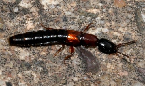 Xantholinus-tricolor-01-fws