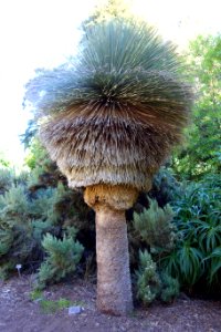 Xanthorrhoea sp. - San Francisco Botanical Garden - DSC09797