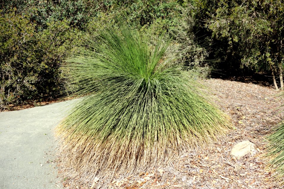 Xanthorrhoea preissii - Leaning Pine Arboretum - DSC05446