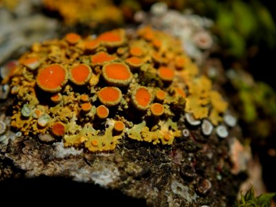 Xanthomendoza hasseana 71564311