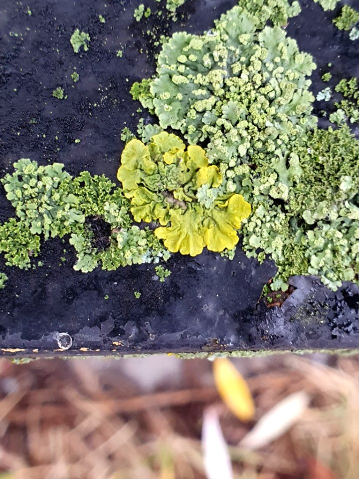 Xanthoria parietina 105862285
