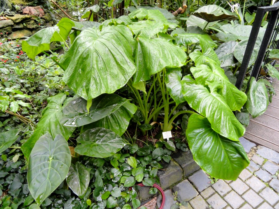 Xanthosoma mexicanum - Palmengarten Frankfurt - DSC01772