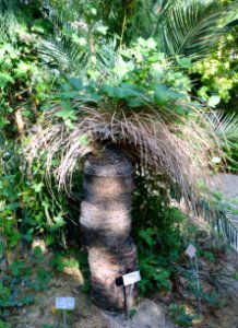 Xanthorrhoea preissii - Bergianska trädgården - Stockholm, Sweden - DSC00341