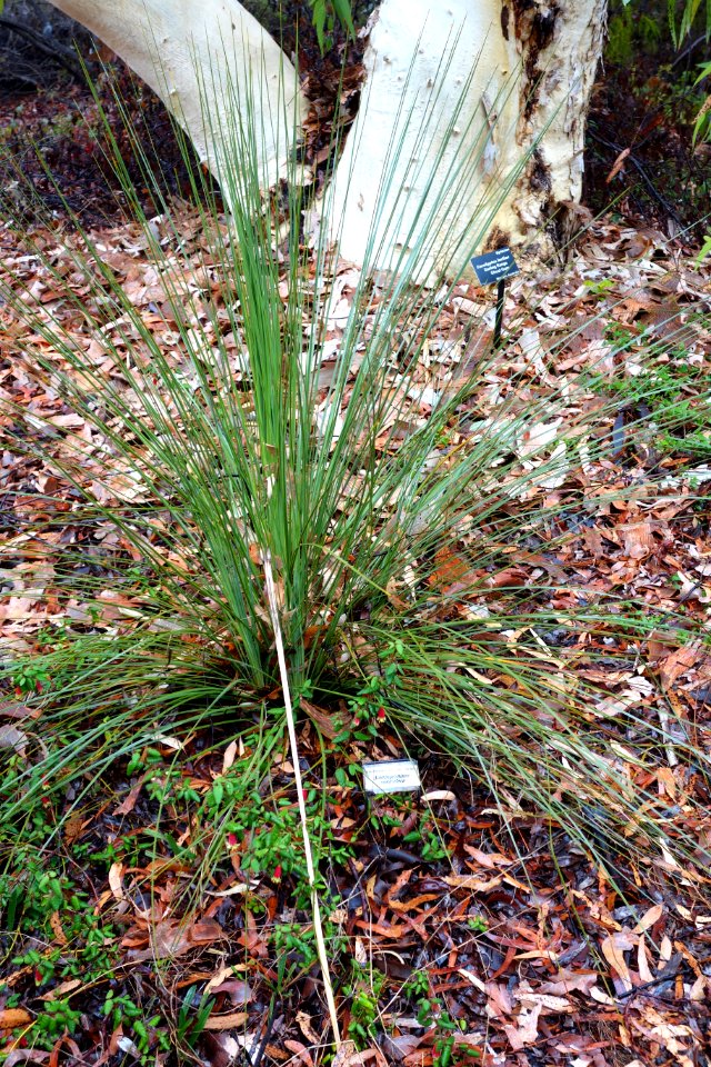 Xanthorrhoea resinosa (Xanthorrhoea resinifera) - UC Santa Cruz Arboretum - DSC07338
