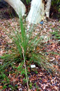 Xanthorrhoea resinosa (Xanthorrhoea resinifera) - UC Santa Cruz Arboretum - DSC07338