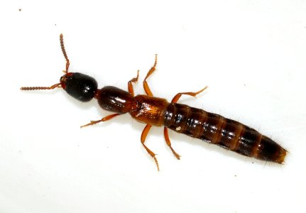 Xantholinus-tricolor-04-fws