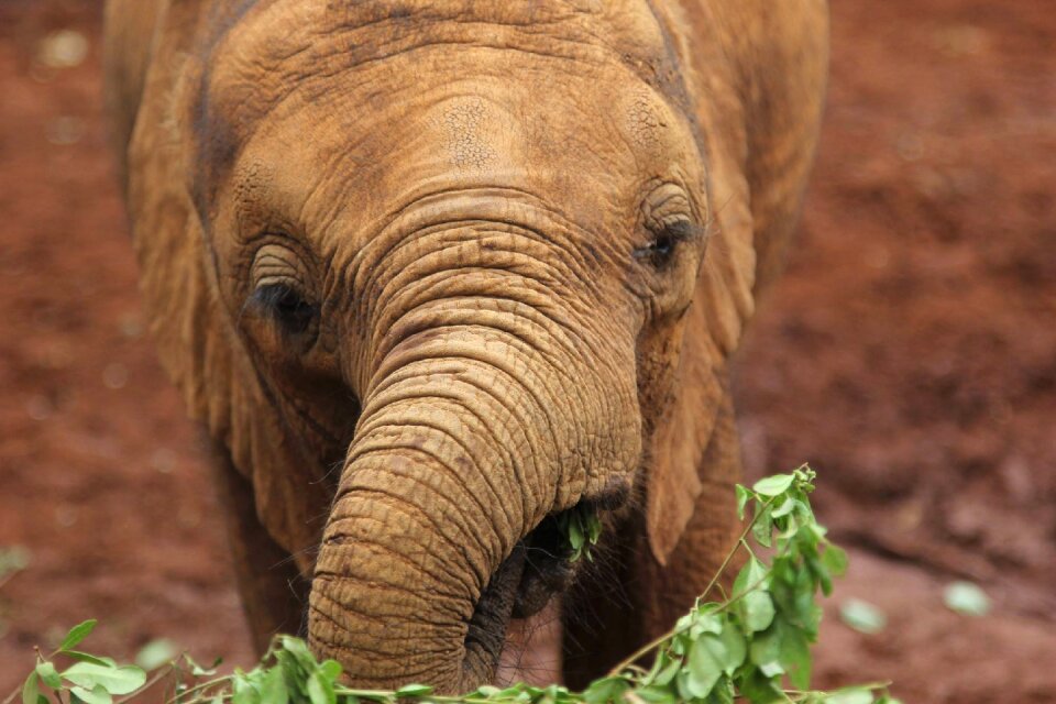 Kenya elephant safari