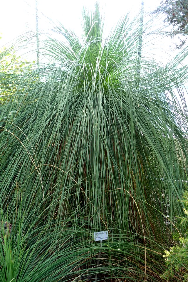 Xanthorrhoea preissii - Bergianska trädgården - Stockholm, Sweden - DSC00358