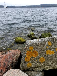 Xanthoria parietina 98514030