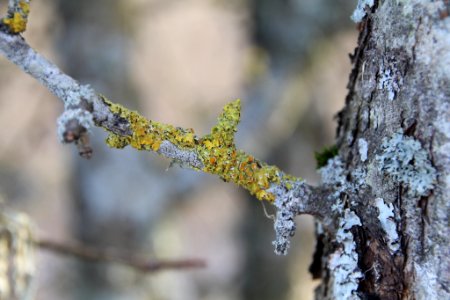 Xanthoria parietina 114534444