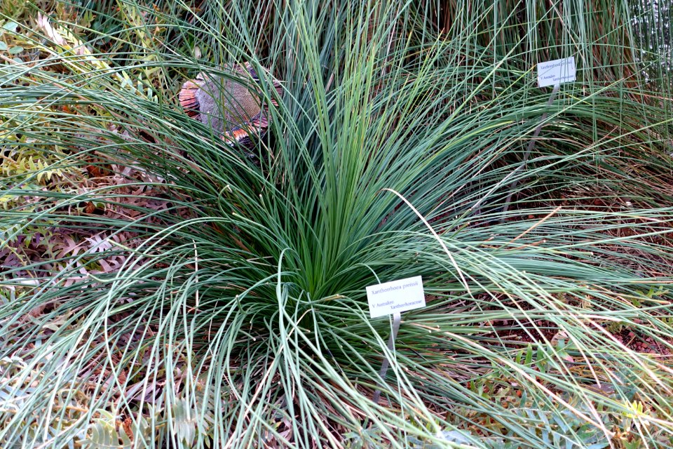 Xanthorrhoea preissii - Bergianska trädgården - Stockholm, Sweden - DSC00357