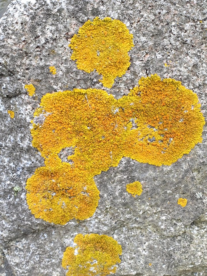 Xanthoria parietina 98514066