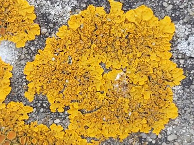 Xanthoria parietina 107986458
