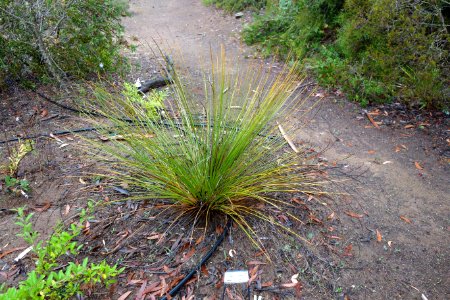 Xanthorrhoea preissii - UC Santa Cruz Arboretum - DSC07529