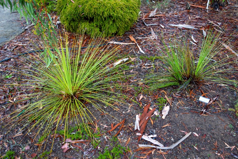 Xanthorrhoea fulva - UC Santa Cruz Arboretum - DSC07354