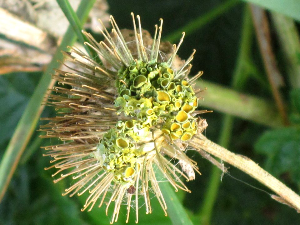 Xanthoria polycarpa (Pin-cushion sunburst lichen) on Arctium sp. (Burdock), Westenschouwen, the Netherlands