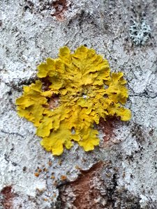 Xanthoria parietina 108219526