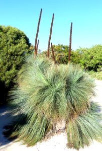 Xanthorrhoea glauca - Jardín Botánico de Barcelona - Barcelona, Spain - DSC09330