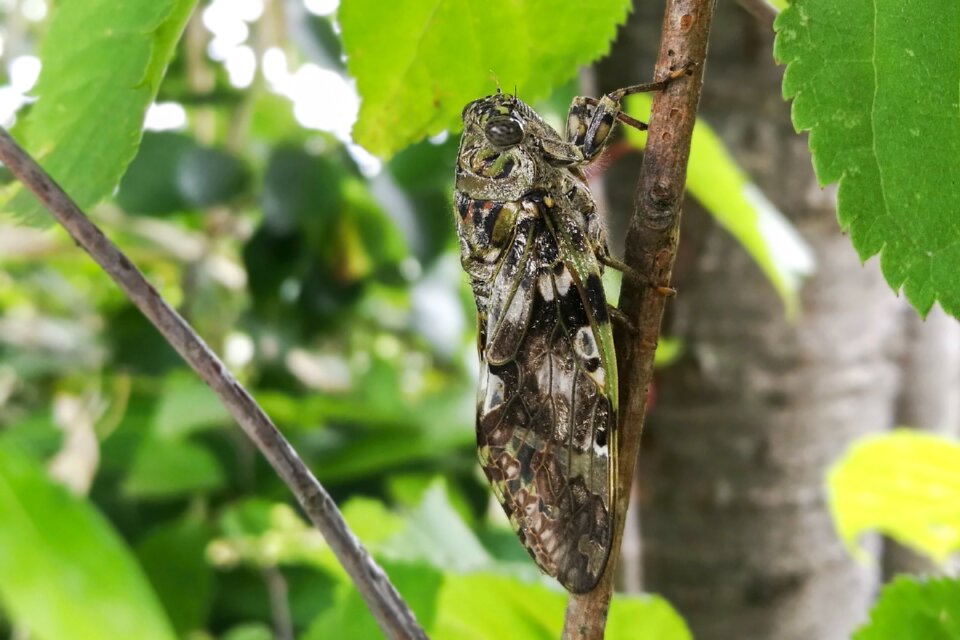 Cicada 蟬 a new unique seminar