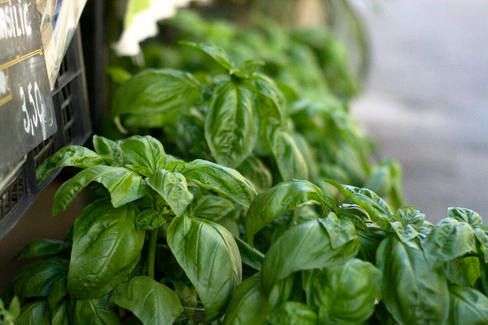 Pistou ocimum basilicum aromatic plant