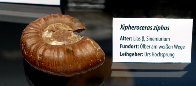 Xipheroceras ziphus - Naturhistorisches Museum, Braunschweig, Germany - DSC05121