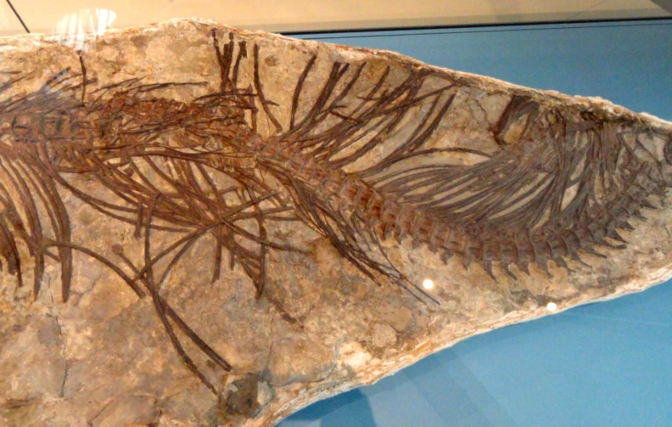 Xiphactinus audax detail, Gove County, Kansas, USA, Late Cretaceous - Royal Ontario Museum - DSC00060