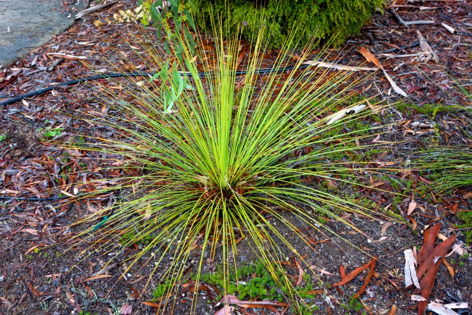 Xanthorrhoea fulva - UC Santa Cruz Arboretum - DSC07358