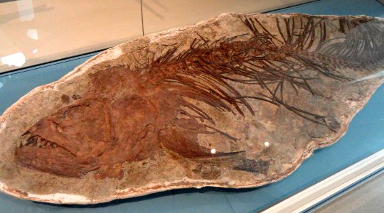 Xiphactinus audax, Gove County, Kansas, USA, Late Cretaceous - Royal Ontario Museum - DSC00057