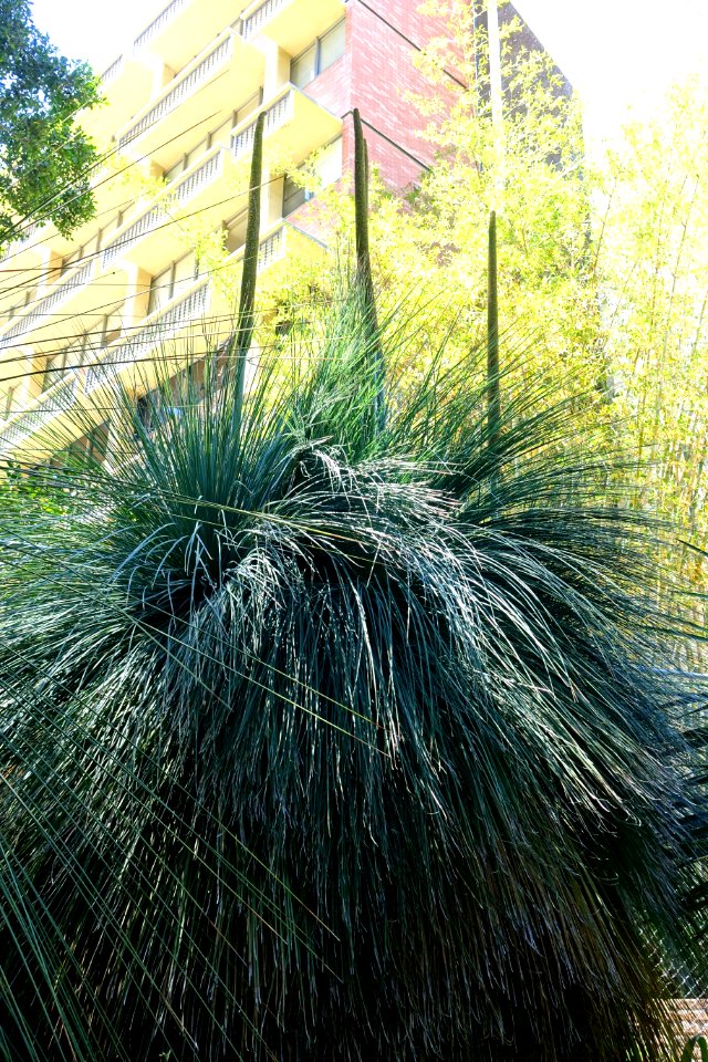 Xanthorrhoea glauca - Mildred E. Mathias Botanical Garden - University of California, Los Angeles - DSC02681
