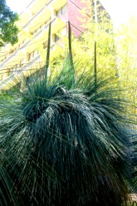 Xanthorrhoea glauca - Mildred E. Mathias Botanical Garden - University of California, Los Angeles - DSC02681