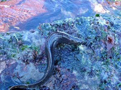 Xiphister mucosus