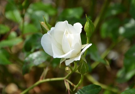 Nature rosebush flowering