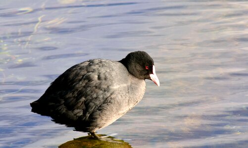 Bird animal world nature