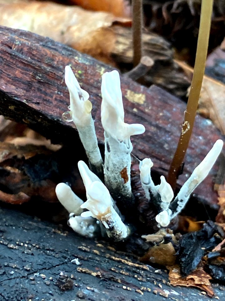 Xylaria hypoxylon 101324881