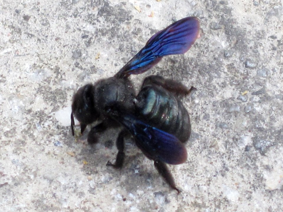 Xylocopa violacea (violet carpenter bee), Skala Kalloni, Lesbos, Greece
