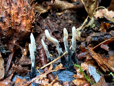 Xylaria hypoxylon 100913827