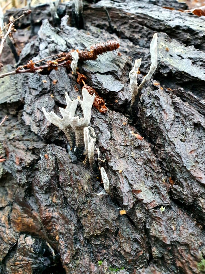Xylaria hypoxylon 105578154