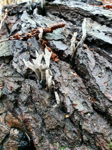 Xylaria hypoxylon 105578154