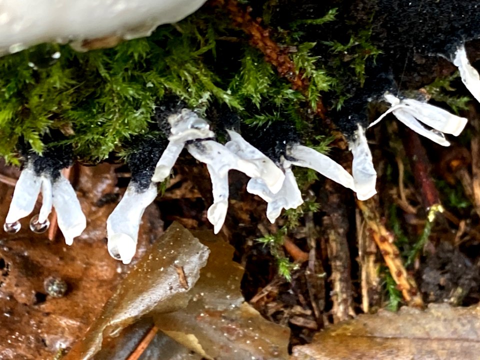 Xylaria hypoxylon 102629949