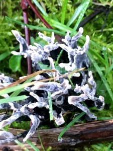 Xylaria hypoxylon 59553847