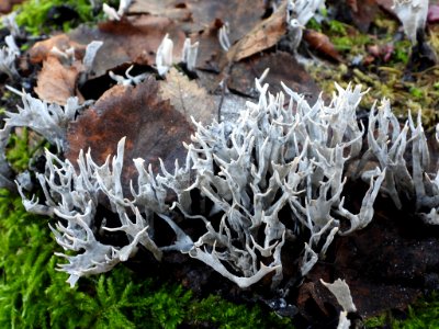 Xylaria hypoxylon 103604690